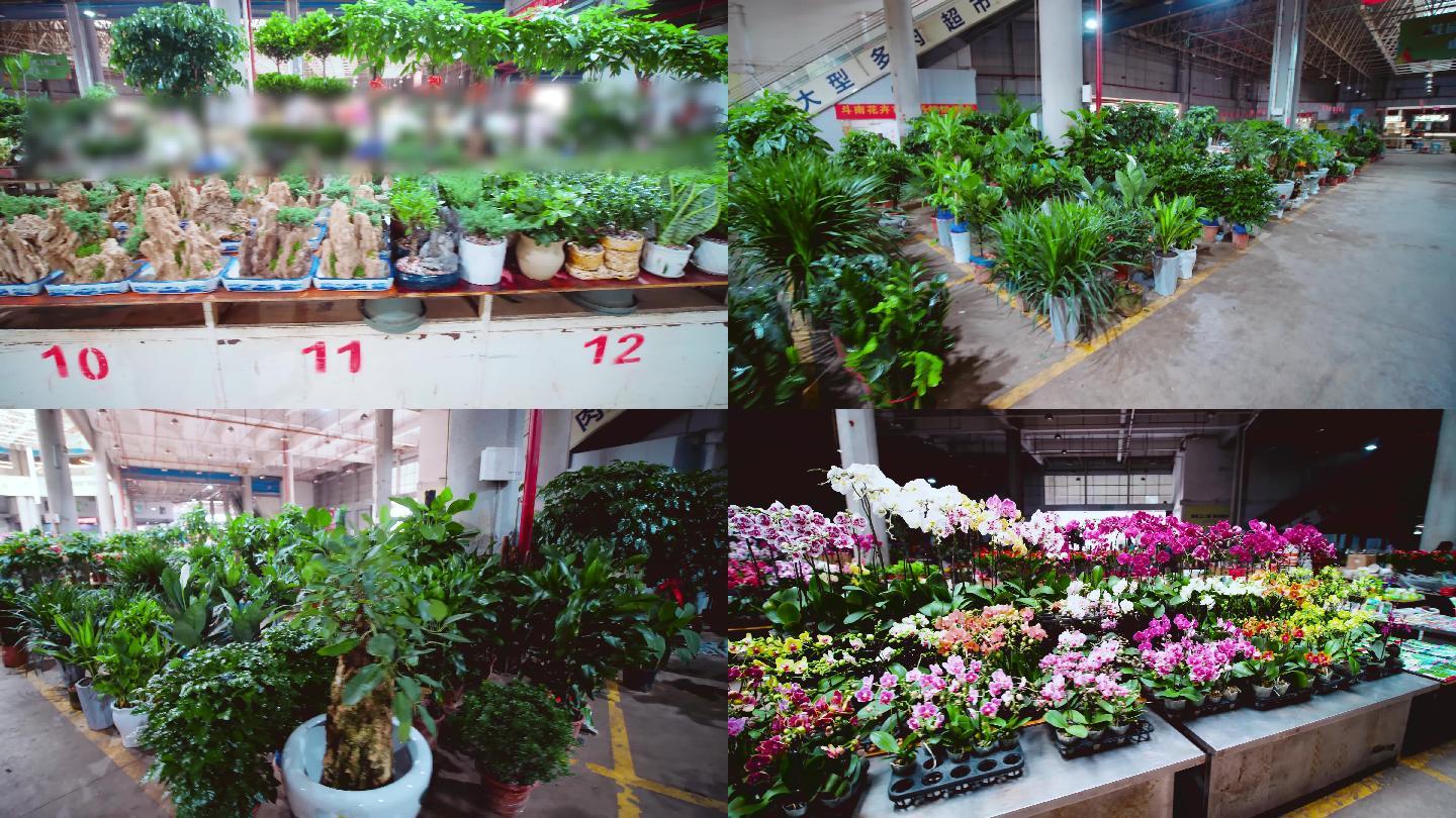 桂林又一个花鸟市场建成开业！家长可以带孩子去逛逛，位置就在…_临桂