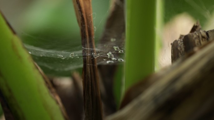 芭蕉蜘蛛网水滴