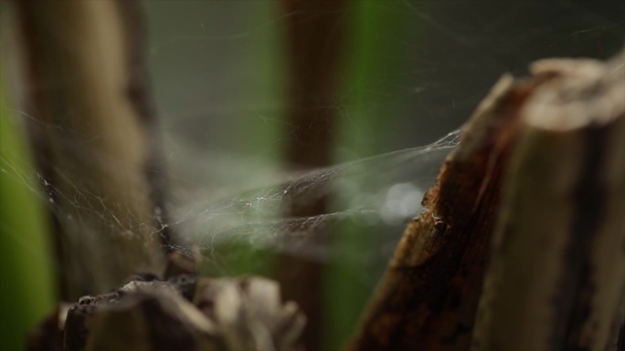 芭蕉蜘蛛网水滴