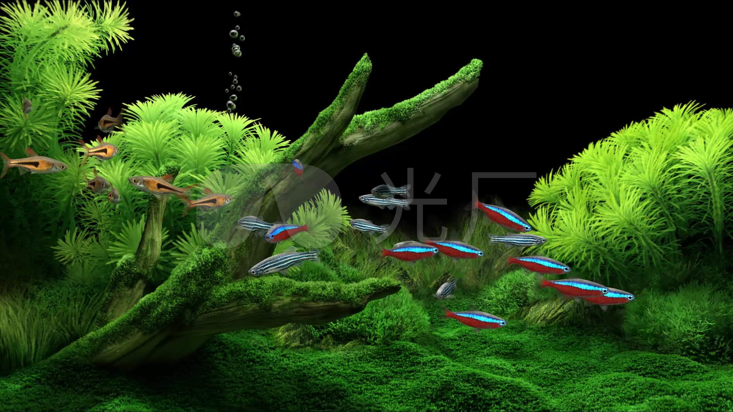 全息热带水族箱_2560x1440_高清视频素材下载(编号:3711130)_舞台背景