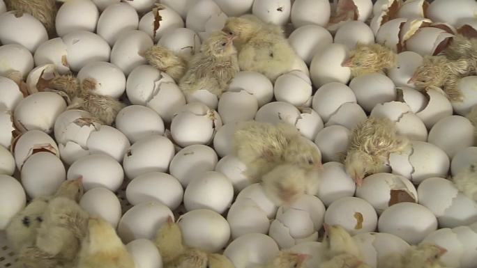 鸡蛋种蛋消毒小鸡孵化刚孵化的小鸡