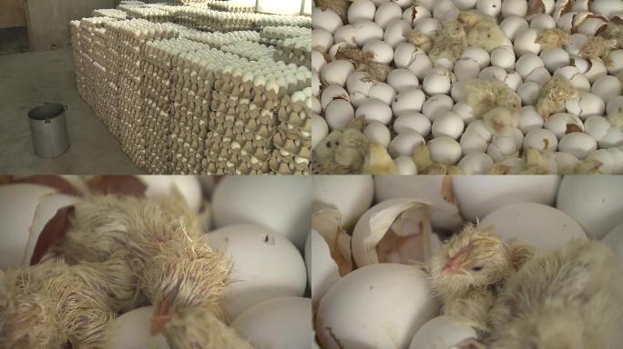 鸡蛋种蛋消毒小鸡孵化刚孵化的小鸡
