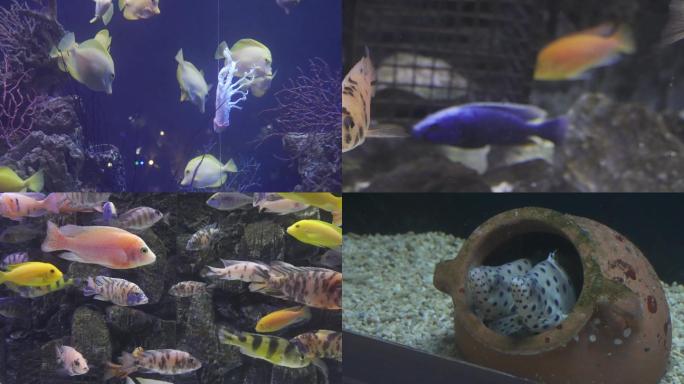 漂亮的热带鱼在水族馆4k素材