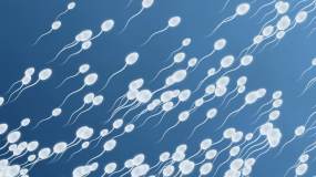 精子视频素材下载 精子ae模板下载 Vj师网 精子视频素材下载 精子ae模板下载 Vj师网