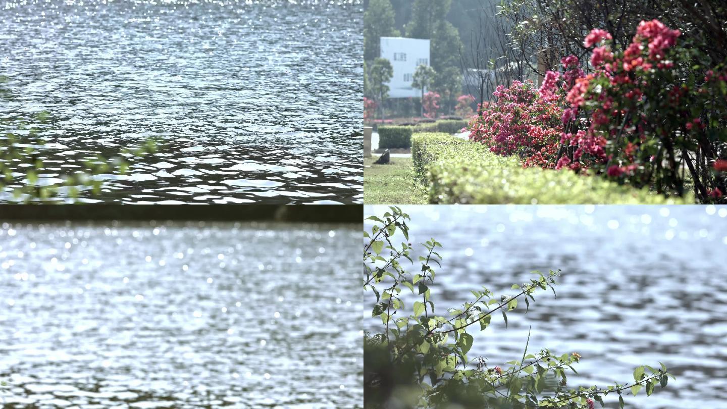 原创实拍水波光粼粼河边视频实拍叶子花国旗