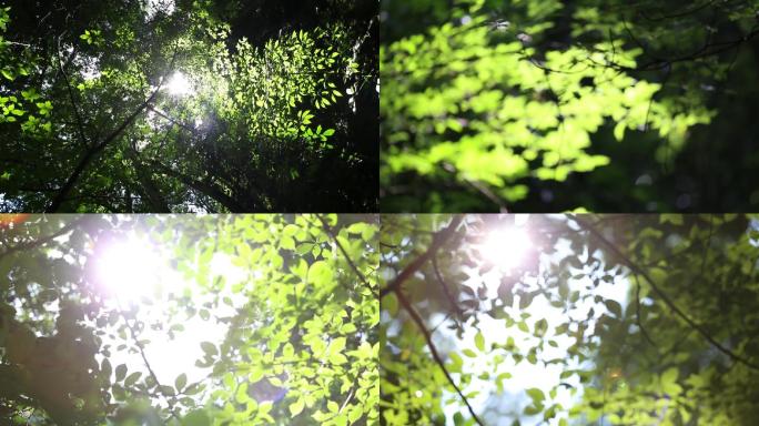 森林树叶实拍视频