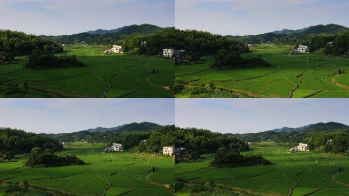 4K南方山村的稻田（4倍速）