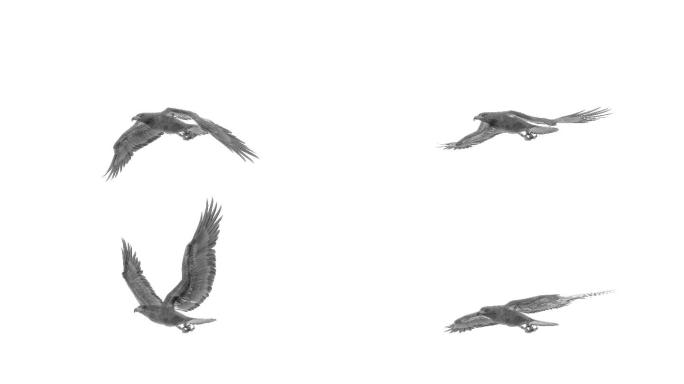 水墨老鹰（03）-alpha循环
