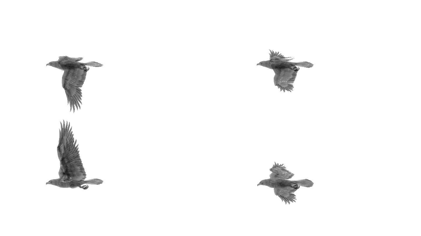 水墨老鹰（09）-alpha循环