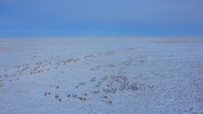 草原冬季黄羊群