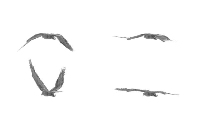水墨老鹰（08）-alpha循环