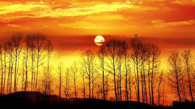 夕阳黄昏树林美景视频素材