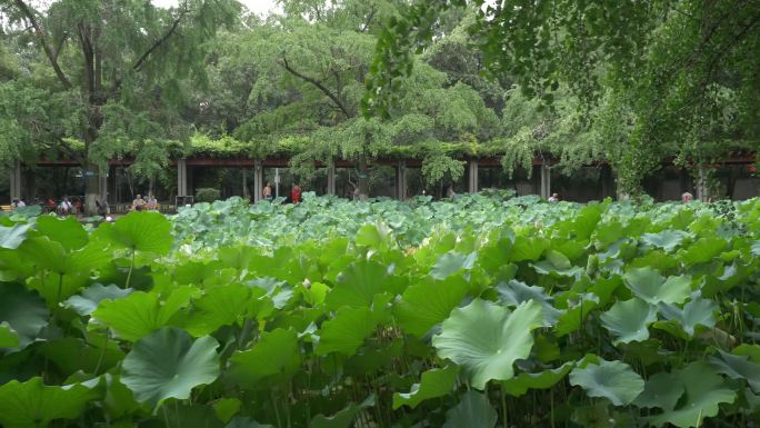 成都四川大学华西校区荷花池4K升格素材