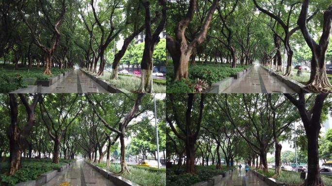 实拍夏天雨季的广州火车东站广场的林荫大道