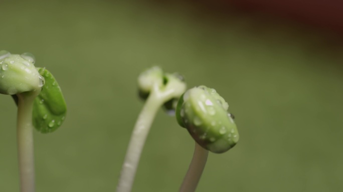 绿色豆芽豌豆芽青豆芽