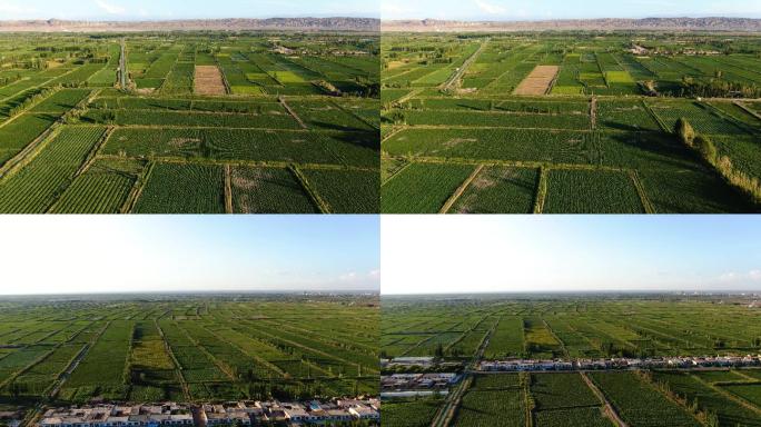 新疆农田