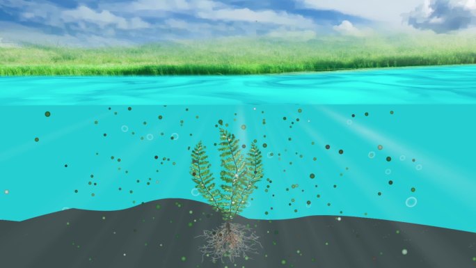 湿地水质净化植物净化水源吸附作用AE模板