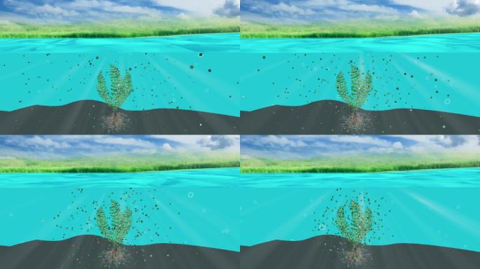 湿地水质净化植物净化水源吸附作用AE模板