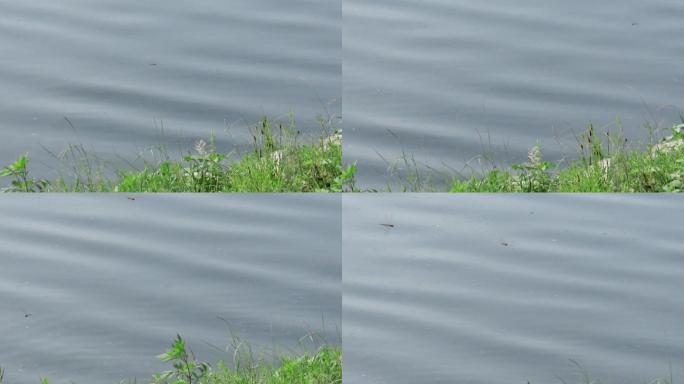 河流、红蜻蜓飞舞