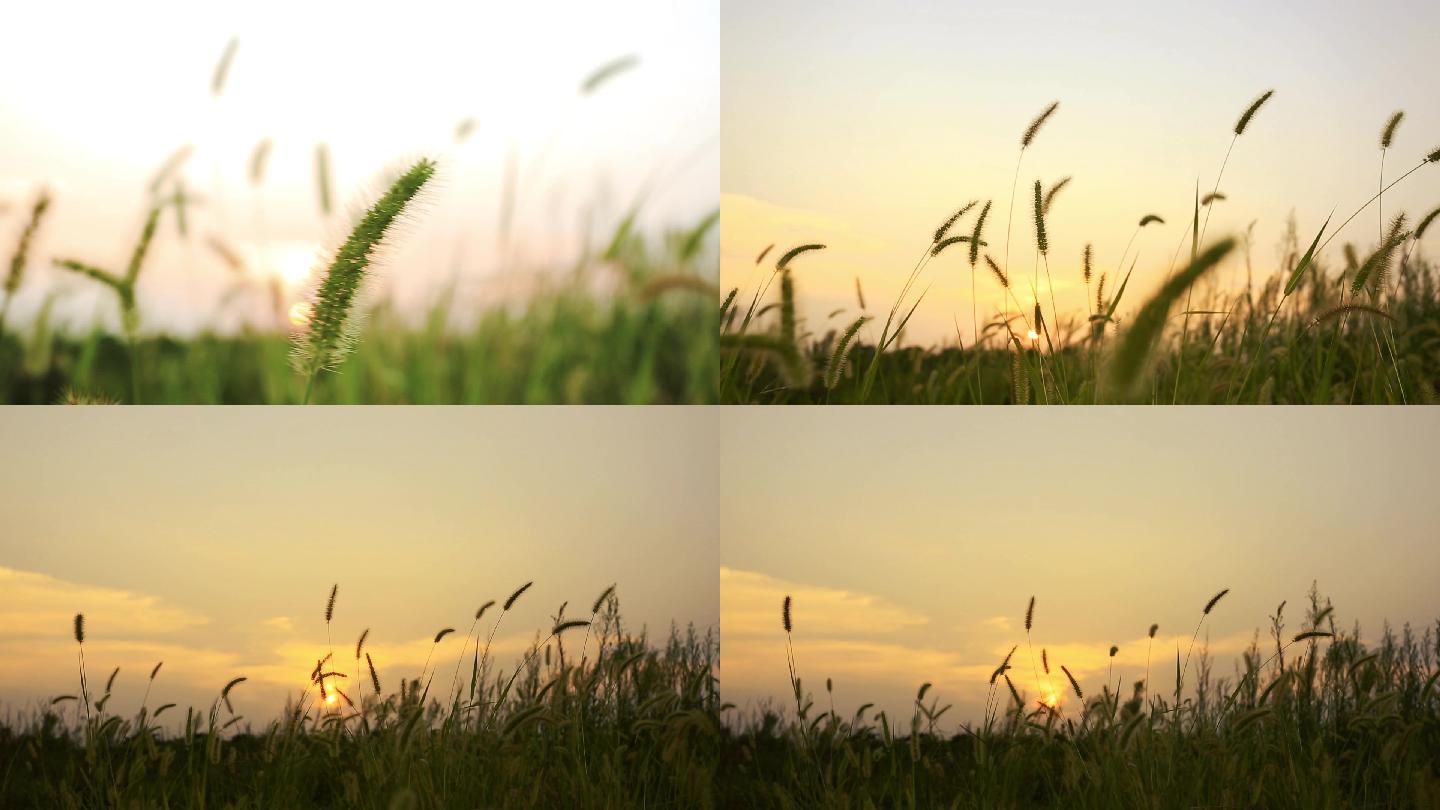 夕阳下的狗尾巴草