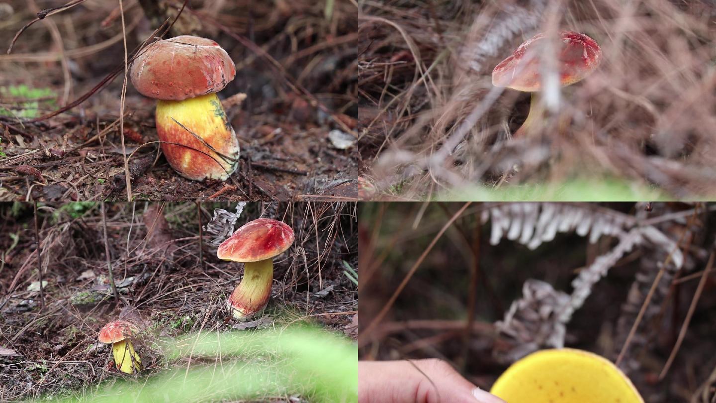 【图】蘑菇怎么炒好吃 蘑菇种类 - 装修保障网