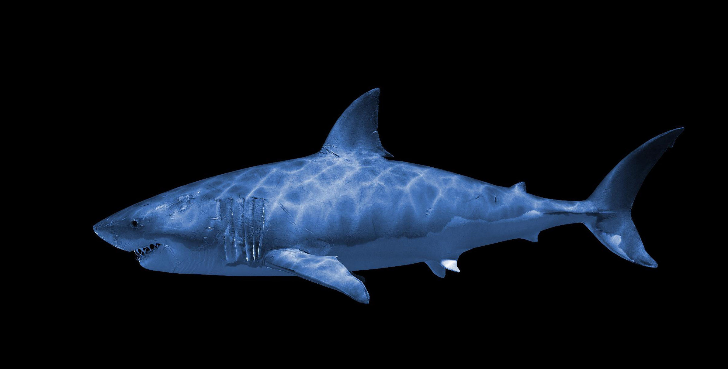 巨齿鲨习性与分布特点_鱼之谈_鱼花网