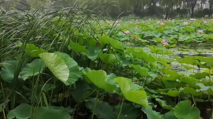 实拍雨中荷花视频素材02