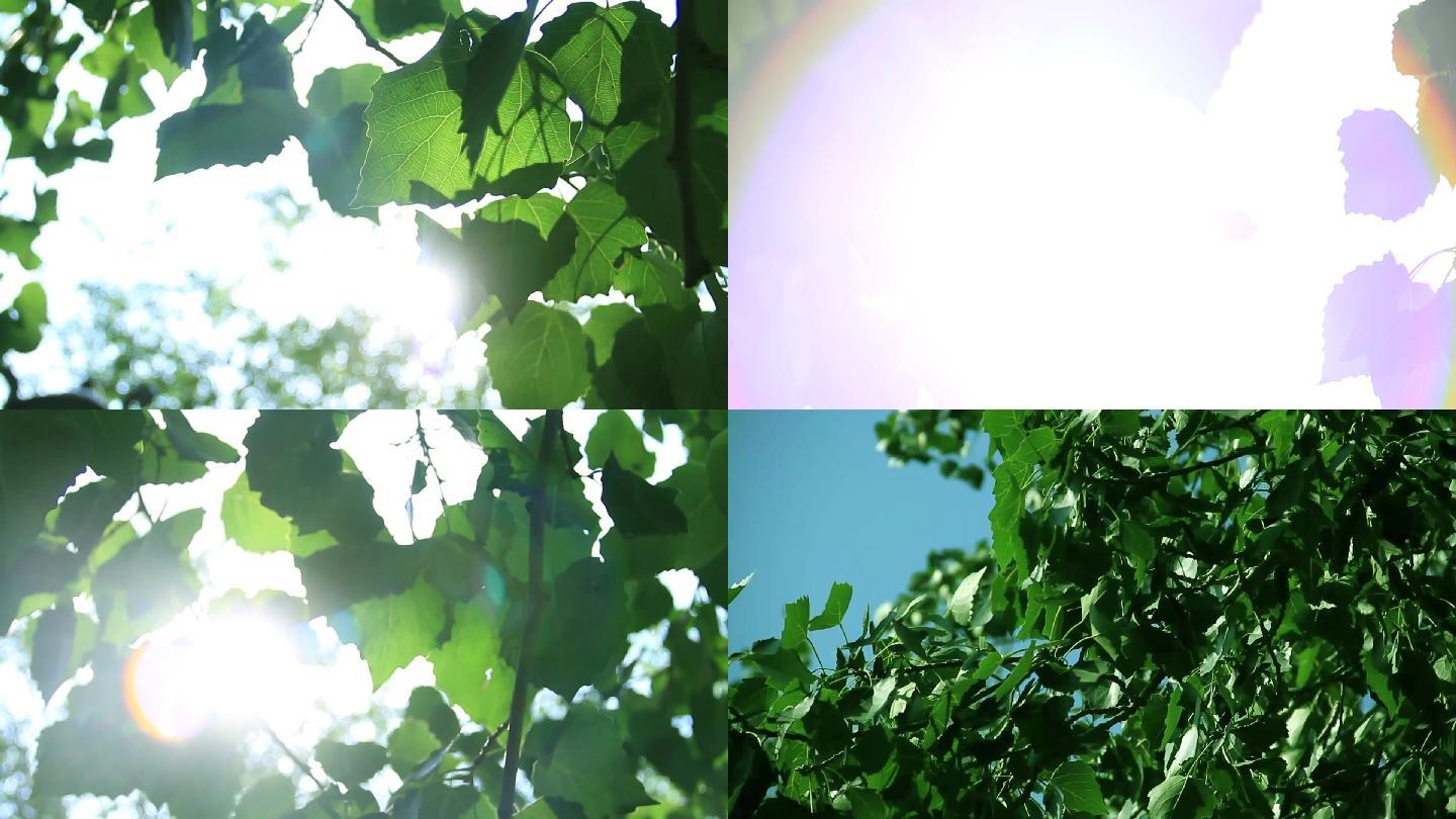 【原创】小区树叶小清新阳光透过树空镜清晨