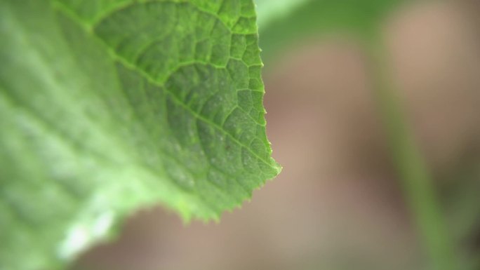 大棚内开花期黄瓜