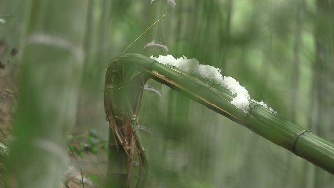 竹林竹子带雪的竹子草帽竹桩