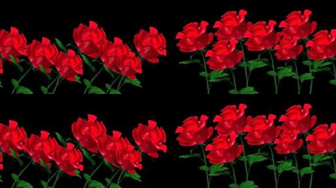 玫瑰花朵盛开的大屏带通道视频素材