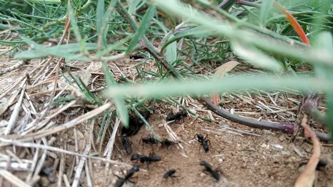 野外蚂蚁，黑蚂蚁素材，蚂蚁日常活动