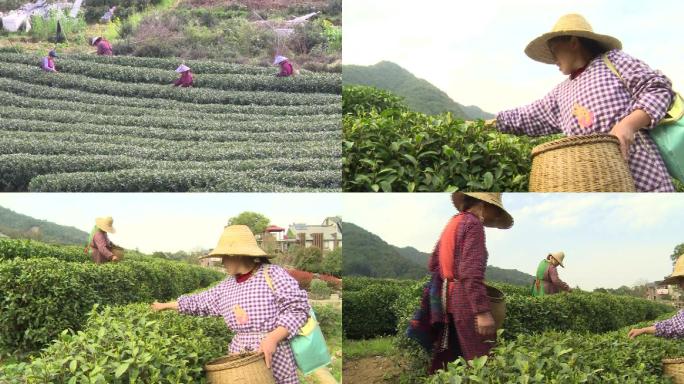 西湖龙井茶采摘