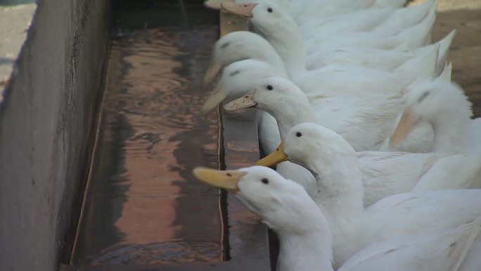 养鸭场外面鸭子在院子里鸭子喝水