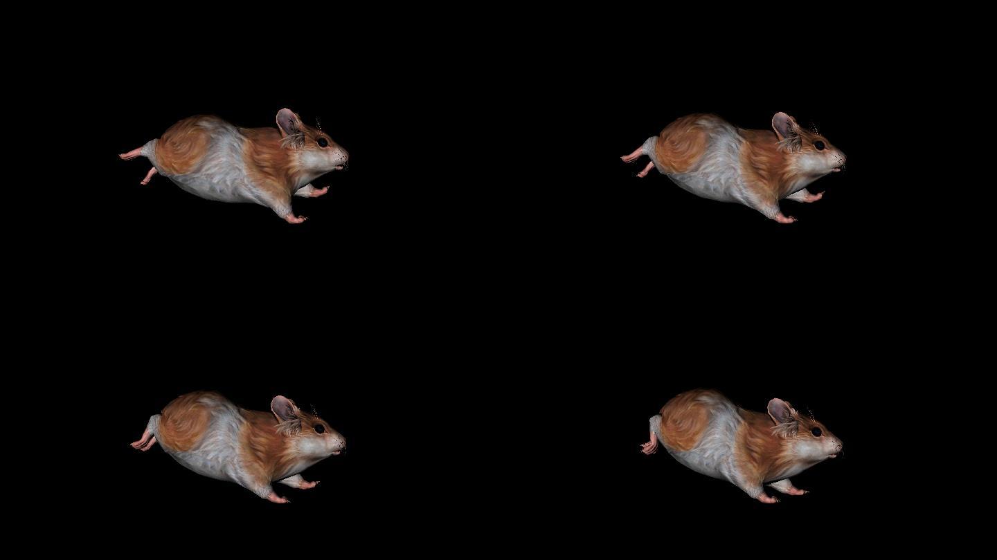 老鼠奔跑走路动画(6)