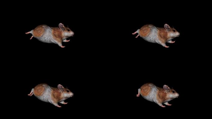 老鼠奔跑走路动画(6)