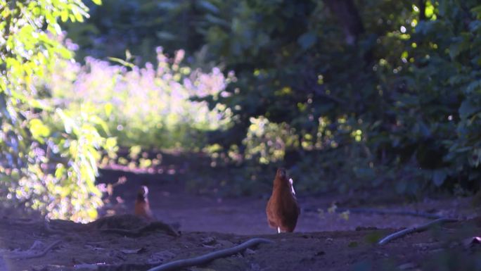 土鸡鸡蛋山林放养鸡鸡群动物
