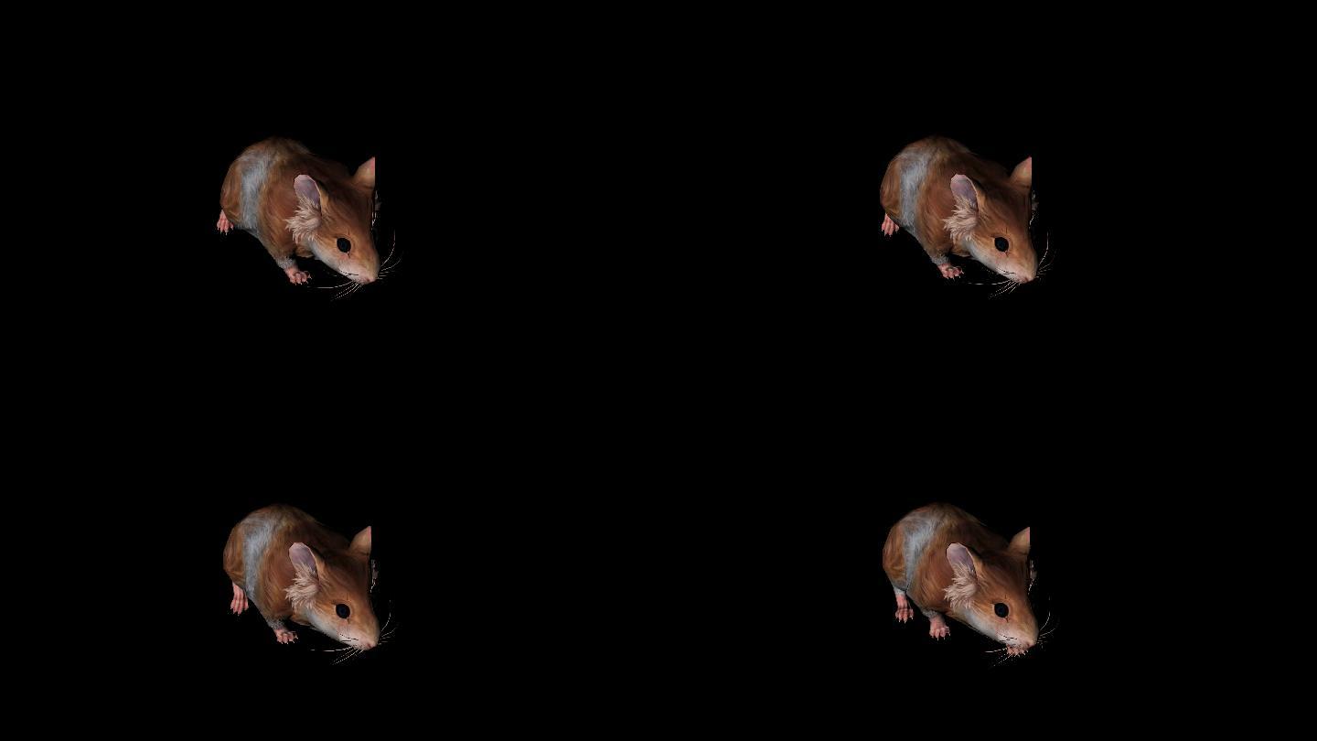 老鼠奔跑走路动画(3)