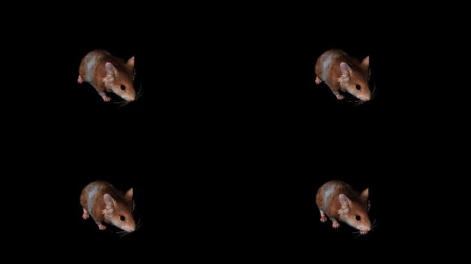 老鼠奔跑走路动画(3)