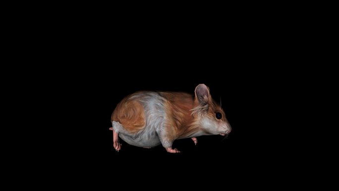 老鼠奔跑走路动画(2)