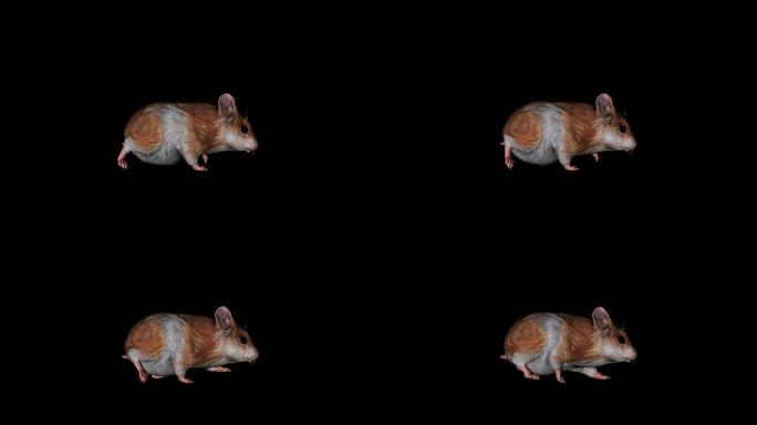 老鼠奔跑走路动画(2)