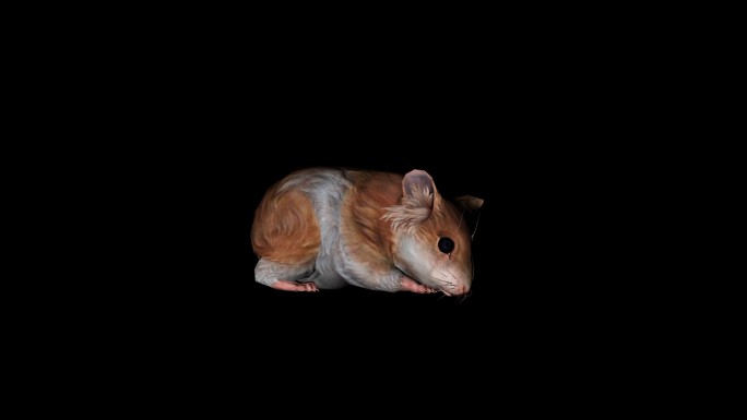 老鼠动画(6)