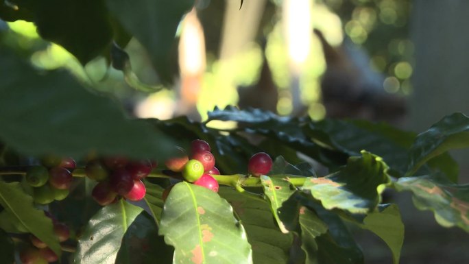 咖啡种植园咖啡产业农业种植业咖啡
