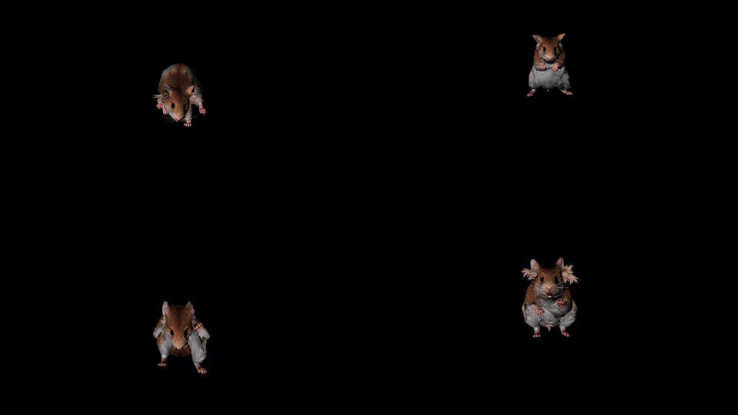 老鼠攻击袭击动画(3)