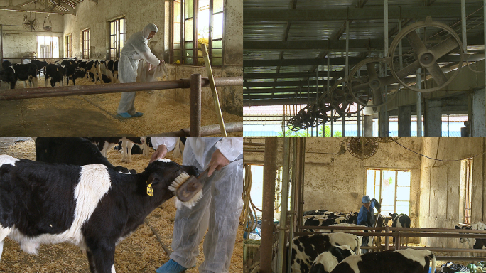 乳牛的饲养牛棚清洁奶牛环境打扫卫生