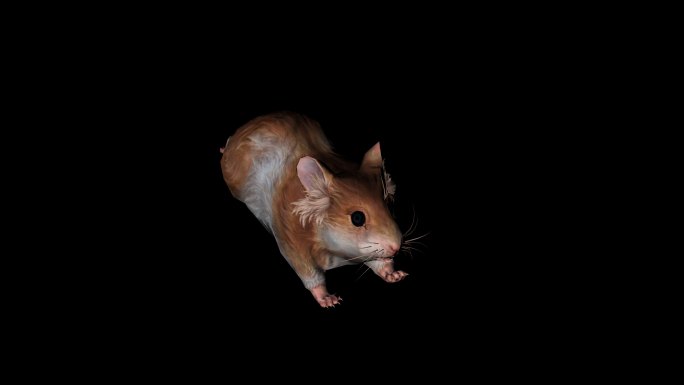 老鼠奔跑走路动画(7)