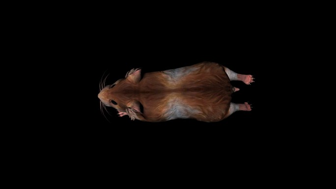 老鼠奔跑走路动画(1)