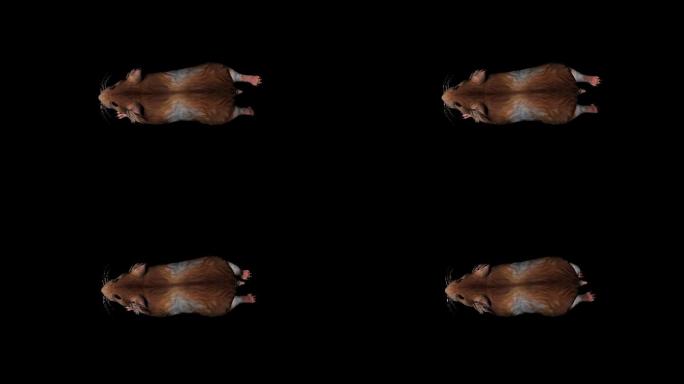 老鼠奔跑走路动画(1)
