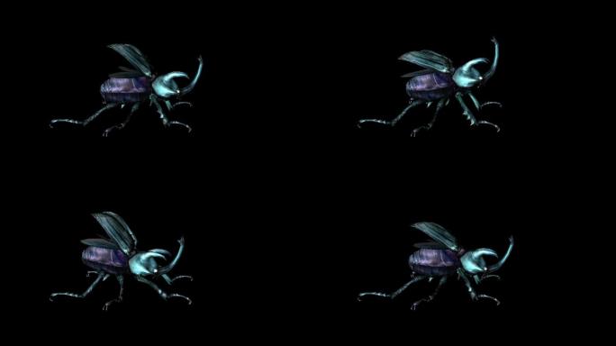 甲虫攻击动画(4)