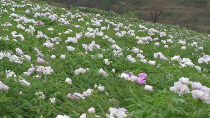 油用牡丹花